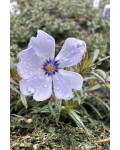 Флокс шилоподібний Фабулос Блю Віолет|Phlox subulata Fabulous Blue Violet|Флокс шиловидный Фабулос Блю Виолет